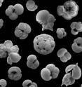 Calcite tests of extinct species of planktonic foraminifera from the Eocene epoch (>34 million years) of Tanzania. The largest is less than a millimetre in size.