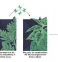 This is a summary of the method used by researchers to transfer the metabolic pathway for artemisinic acid from <em>Artemisia annua</em> to the high-biomass crop, tobacco, thereby increasing production of the acid.