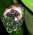 Eggs of the Bombay Night frog being eaten by a snake.