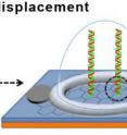 Schematic of DNA strand displacement on the biosensor chip. A perfect match DNA strand (green) binds to the normal strand (red) of the DNA probe and displaces the weak strand (black).