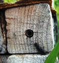 A <i>Sapyga</i> wasp lurking at the entrance of a mason bee nest in an artificial nesting structure.