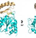 This ribbon diagram shows two views of the structure of the enzyme Tps2 as it removes a phosphate from a sugar molecule (yellow, orange and red). The result of this process is a sugar called trehalose which forms a tough coating on pathogenic fungi, enabling them to make the transition from the ambient temperature of the environment to the much hotter temperature inside a human host. Duke researchers hope that by interfering with Tps2's operation, they can prevent pathogens such as <em>Cryptococcus, Candida</em>, and <em>Aspergillus</em> from establishing an infection.