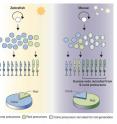 The evolution of rod-dominant retinas was a critical adaptation, allowing mammalian ancestors to survive a nocturnal bottleneck. This visual abstracts depicts the findings of Kim et al., who provide evidence suggesting that this evolutionary transition was driven by molecular innovations in the Maf-family protein NRL, which led to the recruitment of rods from S cones in early mammals.