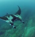 Scripps graduate student Josh Stewart swims near a giant oceanic manta ray at Bahia de Banderas off mainland Pacific Mexico.