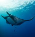 A giant manta ray swims gracefully in the Revillagigedo Archipelago, about 300 miles off Baja California, Mexico.