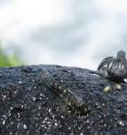 A land-dwelling blenny from Mauritius that leaps around in the splash zone on intertidal rocks and hides in moist crevices when the tide is low.