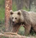 A juvenile Eurasian brown bear is pictured.