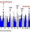 The GWAS results for genes that influence flowering dates. The known genes Hd1, Hd2, and Hd6 were located, together with two newly-identified genes that also affect flowering dates.