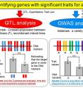Two main methods for gene identification: QTL analysis and genome-wide association study (GWAS). This time the team focused on GWAS.