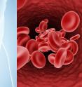 Pictured on the left is a spleen; on the right are red blood cells. ""We have presented results showing that the spleen is the main organ that defines the shape of the circulating red blood cells" says Ming Dao, a principal research scientist in MIT's Department of Materials Science and Engineering.