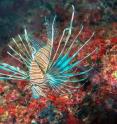 A lionfish specimen photographed in the Mediterranean.