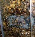 Nurse honey bees in observation hive monitored during experiments by Hebrew University researchers.