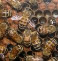 Nurse honey bees working around the social clock at an experiment by Hebrew University researchers.