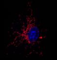 Staining of mitochondria (red) in a macrophage (nucleus stained blue) stimulated with bacteria.