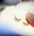 A strain of <em>Aedes aegypti</em> mosquitoes feed from a membrane of blood in a research lab insectary in the Hanson Biomedical Sciences Building at the University of Wisconsin-Madison on May 17, 2016.