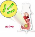 Illustration of the discovery by Ume&aring; researchers. To the left: inactive <i>Yersinia</i> bacteria with just one ring-shaped DNA strand cannot cause infection. To the right: active <i>Yersinia</i> bacteria with multiple DNA plasmids which can cause intestinal disease in the mouse.