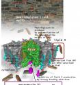 MD2 (purple) binds to MraY (green) like a two-pronged plug inserting into a socket. This ultimately inhibits the formation of a substance that gives the bacterial cell wall its structural strength.