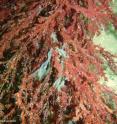 Seaweed that has undergone beaching.