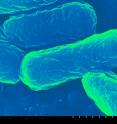 The core of the capsule is harmless <em>E. coli</em>. Around the bacteria, the researchers wrapped a synthetic polymer -- called poly (beta amino ester) - like a chain link fence. The positive-charged polymer, combined with the negative-charged bacteria cell wall, create a sort of hybrid capsule.