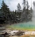 Cistern Spring in Yellowstone National Park is home to the elusive archaeon <em>Nanopusillus acidilobi</em>.