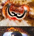The unusual pupils of cephalopods (from top, a cuttlefish <em>Sepia bandensis</em>; squid <em>Sepioteuthis</em>; and <em>Octopus vulgaris</em>) allow light into the eye from many directions, which spreads out the colors and allows the creatures to determine color, even though they are technically colorblind.