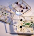 This is a photo of three microfluidic devices filled with food color dyes. The device, about the size of a credit card, is designed to help scientists narrow in on safe ranges of electric fields that might be used to noninvasively treat breast, lung, and other forms of cancer.