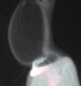 X-ray image of a ring dove (<i>Streptopelia risoria</i>) producing cooing sounds with a closed mouth.