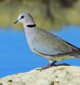 A dove's coo is an example of a closed-mouth vocalization.