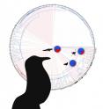 Colors show probability of each branch being an open-mouth vocalizer (blue) or a closed-mouth vocalizer (red). Pies show the probabilities that the ancestors of birds and crocodiles, palaeognath birds, and neognath birds used closed-mouth vocalization.