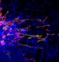 Mitochondria play a vital role in cell health and disease and have their own DNA. New UC Davis research shows that mitochondrial DNA (green spots) is found at points where mitochondria (blue) are in contact with a network of tubes called the endoplasmic reticulum (red). This explains how division and separation of mitochondria is controlled.