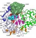 Panel a: This is a cartoon "ribbon" diagram of the structure of Rumi in complex with the donor substrate UDP-Glucose (UDP-Glc, shown in cyan) and acceptor substrate hFA9 EGF (dark green). The spheres represent mutations to Rumi that have been found in human diseases including cancers and Dowling-Degos disease (DDD). Panel b: Disease-related Rumi mutations abolish the enzyme's activity relative to the "wild type" (WT) unmutated enzyme, likely leading to compromised Notch signaling and pathogenesis.