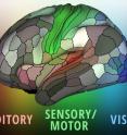 A detailed new map by researchers at Washington University School of Medicine in St. Louis lays out the landscape of the cerebral cortex -- the outermost layer of the brain and the dominant structure involved in sensory perception and attention, as well as distinctly human functions such as language, tool use and abstract thinking.