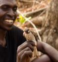 Yao honey-hunter Orlando Yassene holds a male greater honeyguide temporarily captured for research in the Niassa National Reserve, Mozambique.