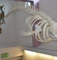 The only skeleton of the new species in the United States hangs on display in Unalaska High School, in Alaska's Aleutian Islands. The whale was found dead in 2004, and recent tests on stored tissue samples revealed that it is one of the few known specimens of the new species.