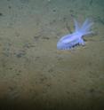 An <i>Amperima holothurian</i> or sea cucumber seen on a bed of polymetallic nodules in the eastern Clarion-Clipperton Zone. Several corals, a sponge and a brittle star can also be seen in the image.