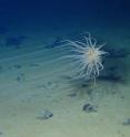 A species of&nbsp;cnidarian in the genus Relicanthus&nbsp;with 8-foot long tentacles attached to a dead sponge stalk on a nodule in the eastern Clarion-Clipperton Zone. These are closely related to anemones.