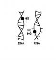 The DNA double helix (shown on the left) can contort itself into different shapes to absorb chemical damage to the basic building blocks (A, G, C and T, depicted by a black dot) of genetic code. In contrast, an RNA double helix (shown on the right) is so rigid and unyielding that rather than accommodating damaged bases, it falls apart completely.