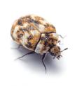 A common arthropod scientists encounter in the home: the carpet beetle.