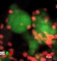 The silicon-tin nanocomposite developed at UCR viewed by high angle angular dark field imaging. The larger green particles are silicon and the smaller red particles are tin.