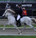 This photograph shows an ambling Iceland pony during World Championship.