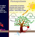 This image shows chemosynthesis vs photosynthesis.