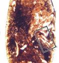 Image of a thin-section through an <i>Orthacanthus</i> coprolite with a black box indicating the tooth of an <i>Orthacanthus</i>.
