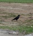 An American crow, (<em>Corvus brachyrhynchos</em>), is with a Cheeto. Jackson Hole, Wyoming.