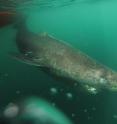 Greenland sharks live for hundreds of years.