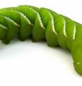 The tobacco hornworm has served as an important model for insect biology since the 1950s, due to its large size.
