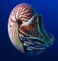 This image shows <em>Nautilus pompilius</em> in the Philippines.