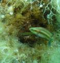 A nesting male ocellated wrasse with a female in his nest. Nesting males are large, colorful, and preferred by females over other types of males that do not provide parental care for the fertilized eggs.