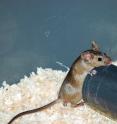 By removing themselves from the group sick mice limit disease spread.