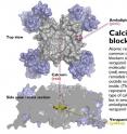 Atomic resolution studies of two common calcium channel blockers, one that treats irregular heart beats, and another that controls high blood pressure and angina