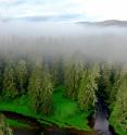 New research shows that 13,000 years of repeated human occupation by British Columbia's coastal First Nations has enhanced temperate rainforest productivity.
